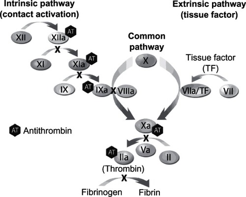 Figure 1 Antithrombin is inhibitory primarily to factors IIa (thrombin) and Xa as well as, to a lesser extent, to factors IXa, XIa, XIIa, and VIIa/TF.