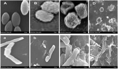 Figure 6. SEM micrographs showing cellular damage of both S. aureus (A′ B′ C and D) and E. coli (a′ b′ c and d) treated with varying concentrations of AgNPs (0, 25, 50 and 100 µl, respectively).