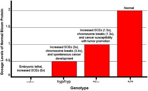 Figure 2. Distinct phenotypes observed in mice that express varying levels of Bloom protein: graphical depiction of the relationship between the level of normal BLM expression on the one hand and genomic instability and cancer susceptibility on the other. The null BLM−/− mutation which results in the complete absence of BLM protein causes embryonic lethality. Hypomorphic BLMhyp/hyp mice produce 25% of the normal Bloom protein level and exhibit increased SCEs (3‐fold higher than normal) and chromosome breakage (3.4‐fold higher), accompanied by spontaneous cancer development. Heterozygous BLM+/− mice produce 50% of the normal BLM protein levels and also exhibit increased SCEs (1.5‐fold higher than normal), chromosome breakage (1.3‐fold higher), and cancer susceptibility in the Apc min mouse.
