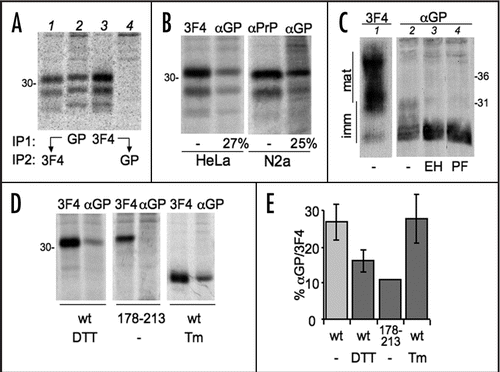 Figure 3 PrP GPI is slow and depends on disulphide formation. (A) Cells expressing PrP were pulsed for 10 min. Lysates were immunoprecipitated with αGP (lane 2) or 3F4 (lane 3) antibodies. Leftovers from these IPs were then immunoprecipitated with 3F4 (lane 1) and αGP (lane 4) respectively. (B) HeLa transfectants expressing exogenous PrP (left) or N2a cells expressing endogenous PrP (right) were pulsed for 10 min. PrP from cell lysates was immunoprecipitated with 3F4, αGP or P45–66 (α-PrP) antibodies. The percentage of signal recognised by αGP relative to 3F4 or α-PrP, calculated by densitometry, is indicated below the gels. (C) Lysates from HeLa cells expressing PrP were treated with PNGase F (PF), Endo-H (EH) or left untreated (-) before SDS-PAGE and WB with αGP (lanes 2–4). Note that PrP molecules with uncleaved C-terminal peptides do not acquire Endo-H resistance. The gel was stripped and reprobed with 3F4. Lane 1 containing untreated sample is shown to illustrate the normal pattern of PrP maturation. Mat and Imm indicate mature and immature glycoforms, respectively. (D) HeLa cells expressing wt PrP (lanes 1–2, 5–6) or C178–213S (lanes 3–4) were pulsed for 10 with 5 mM DTT or 2.5 µg/ml Tunicamycin (Tm). Lysates were immunoprecipitated with 3F4 or αGP as indicated. (E) Percent of signal recovered by IP with αGP relative to 3F4. Average from three (DTT and Tm) or two (178–231) independent experiments as in (D) is shown. SEM bar are present when applicable. The value in the first column (untreated) is taken from (B) for comparison. Note that the higher this value, the less is the GPI-anchoring.