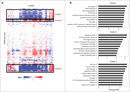 Figure 5. Prediction of onco-lncRNA biological function. (A) Heatmap of functional predictions for lncRNAs differentially expressed in multiple cancers. Onco-lncRNAs are on the x-axis and GSEA functional concepts are on the y-axis. For each onco-lncRNA and functional gene set pair, a GSEA normalized enrichment score (NES) was calculated. Red represents a significant positive association, blue represents a significant negative association, and white represents no significant association. The black boxes highlight 3 distinct clusters of gene sets. (B) Top gene sets, as determined by average absolute NES, contained within each cluster from the heatmap.