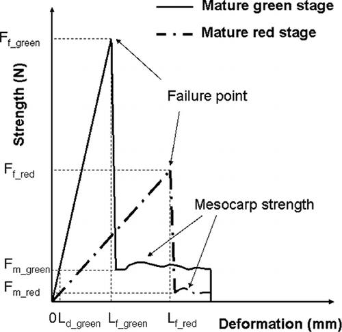 Figure 9 Strength-deformation curves of tomato at turning and red stages.