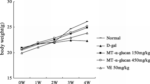 Figure 1. Effect of MT-α-glucan on body weight of D-gal-induced ageing mice.