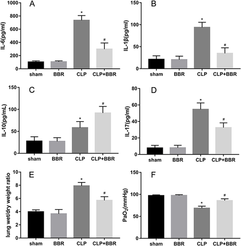 Figure 2 Berberine (BBR) ameliorated inflammatory damage to the lungs, pulmonary edema, and hypoxemia. Mice were sacrificed 24 h after treatment to obtain bronchoalveolar lavage fluid (BALF) for ELISA, which was performed to determine the levels of (A) IL-6, (B) IL-1β, (C) IL-10, and (D) IL-17A (*P < 0.05 vs sham and #P < 0.05 vs CLP; n = 6 per group). (E) Measurement of lung wet/dry (W/D) weight ratios, as well as (F) arterial oxygen partial pressure (PaO2) (*P < 0.05 vs sham and #P < 0.05 vs CLP; n = 6 per group).