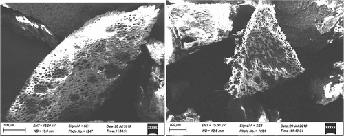 Figure 2. SEM micrograph of CNS adsorbent before adsorption