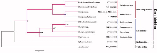 Figure 1. Bayesian phylogenetic tree of 10 Diptera species. The posterior probabilities are labeled at each node. Genbank accession numbers of all sequences used in the phylogenetic tree have been included in figure and corresponding to the names of all species.