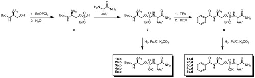 Scheme 1. Synthesis of peptidomimetic phosphoramidate-based inhibitors of MT1-MMP.