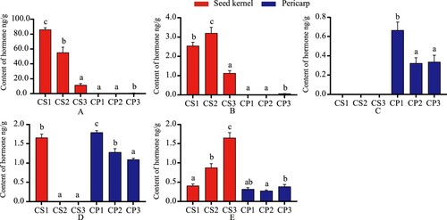Figure 2. Change of content in auxin between seed kernel and pericarp. A. IAA; B. ME-IAA; C. IBA; D. ICA; E. ICAld. Data represent the average of three replicates (n = 3) ± standard erro r. Different letters indicate significant differences by Duncan’s Multiple Range Test at p ≤ 0.05.