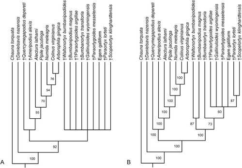 FIGURE 5. Results of the phylogenetic analysis. A, strict consensus tree of 75 most parsimonious trees (L = 55, CI = 0.65, RI = 0.80); bootstrap support is given next to the internodes. B, majority rule consensus tree; the numbers next to the internodes indicate the percentage of replications in which the node was retained.