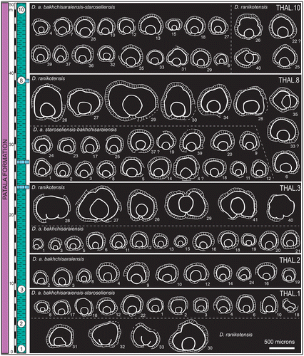 Figure 10. Embryon and its variation in D. archiaci bakhchisaraiensis, D. archiaci ex. interc. bakhchisaraiensis-staroseliensis, D. archiaci ex. interc. staroseliensis-bakhchisaraiensis, and D. ranikotensis from the samples THAL.1, 2, 3, 8 & 10. The labels denote specimen numbers in the sample. Question mark is for the hesitation in species assignment of some specimens.