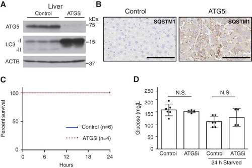 Figure 4. Adult ATG5i mice survive starvation-induced stress and maintain glucose homeostasis. (a) ATG5i mice administered dox for 2 weeks and having food withdrawn for 24 h prior to sacrifice display downregulation of ATG5 and a reduction of LC3-I to LC3-II conversion in the liver. (b) These same livers also show the formation of SQSTM1 aggregates as seen through immunohistochemical analysis. Scale bars: 100 μm. (c) These mice show no evidence of starvation-induced mortality when food is removed for 24 h (control, n = 6; ATG5i, n = 4). (d) Blood glucose levels before and after food withdrawal show no significant difference between control and experimental (free feeding P = 0.66; starved P = 0.37, Mann Whitney). N.S., not significant.