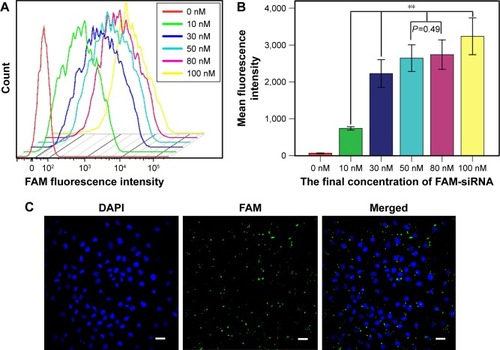 Figure 1 CNE-2 cells successfully transfected with FAM-siRNA.