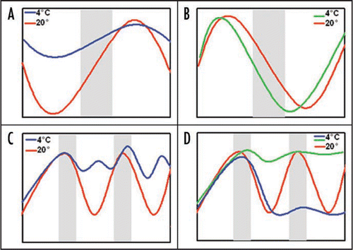 Figure 1 Summary of the effect of cold in the expression of circadian clock genes. In diurnal conditions (A and B) cold dampens the cycle amplitude of clock components, such as lhy, cca1 (A, blue line). However, cold has an unique effect in lux expression (B, green line). In circadian conditions (C and D), the expression of clock components becomes arrhythmic (C, blue line). Cold generates different effects on the expression of output marker genes. They can be clamped to their maximum circadian expression level, as was observed for CAB2 (D, green line) or to their minimum, such as CAT3 (D, blue line). Grey bars represent night (A and B) or subjective night (C and D).