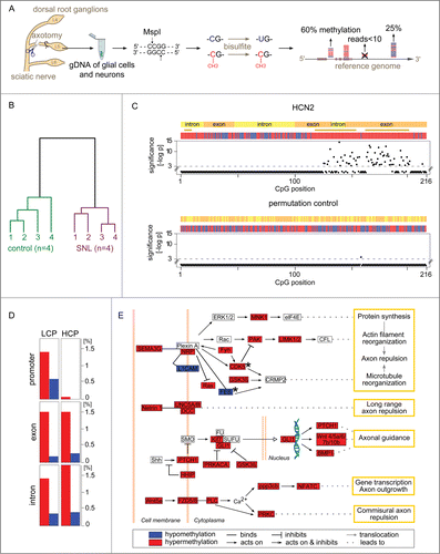 Figure 1 (See previous page). Gene methylation response to nerve injury. (A) Genome-wide quantification of CpG methylation by RRBS. Genomic DNA from the L5 dorsal root ganglion (DRG) of Brown Norway rats was isolated 24 h after spinal nerve ligation (SNL) or a sham procedure (negative control). Genomic DNA (gDNA) was isolated and subjected to a restriction digest with MspI. DNA fragments were ligated to adapters, bisulfite treated converting unmethylated cytosines to uracils, and sequenced. Resulting paired-end reads—1.1 billion in total from 8 independent libraries analyzed in the present study—were aligned to the rat genome. Cytosine methylation levels were called only for CpG sites covered in a given library by ≥10 independent sequence reads. (B) Nerve injury eliciting methylome alterations: Evidence at the whole-data set level. DNA methylation was markedly altered after SNL. Hierarchical clustering—using all methylation levels measured at 917,097 CpG sites within genes—clearly separated control animals (left) from SNL animals (right). (C) Nucleotide-resolution analysis of the methylation profile of HCN2. Top panel: Changes in methylation were noted in clusters of juxtaposed CpGs. Shown as an example is HCN2, an ion channel modulating inflammatory and neuropathic pain Citation34⁠. The x-axis indicates the position of captured CpG sites within a gene. RRBS captured 216 CpGs located in gene body of HCN2, while no CpGs were captured in the promoter region for this gene. The negative log-p value of the significance level computed by a likelihood ratio test using a generalized linear model (GLM) is shown on the y-axis. Higher values indicate stronger significance. Differences with a P > 10−3 were considered non-significant (CpG positions shown below the dotted line). Differences at individual CpG sites were highly significant ranging from P < 10−3 to P < 10−14. The bars in the colored band above the scatterplot indicate for each CpG whether the mean methylation level was higher (red) or lower (blue) in the SNL group compared with controls. The direction of change is shown regardless of significance at the level of a specific CpG. Regions that are significantly changed (P < 10−3) according to a sign test of the direction of juxtaposed CpGs are represented by brown stars. Bottom panel: Random permutation of group assignment and CpG positions confirmed that both statistical testing procedures were robust as indicated by low false-positive rates of 0.004 for single CpG testing of HCN2 (1/216 CpG above significance threshold) and of 0 (no false-positive) for regions. Additional examples are shown in Figure S1. (D) Gene types and regions undergoing hyper- and hypo-methylation. The fraction of CpGs with significantly altered methylation was calculated across different gene regions for the entire dataset. Low CpG content promoter (LCP) genes and high CpG content promoter (HCP) genes differed. LCP genes were altered in the promoter, exon, and intron regions. HCP genes harbored a comparable fraction of altered methylation sites only in exons and introns, while HCP gene promoters were unaffected. Hypermethylation (red) accounted for a greater fraction of changes than hypomethylation (blue) in all regions. (E) Axon guidance pathway genes differentially methylated after SNL. The most significantly enriched molecular mechanism in an unbiased global analysis of genes undergoing differential methylation after SNL was the axon guidance pathway (P < 10−11). Depicted are 35 differentially methylated genes with dense connectivity. Variable methylation predominantly occurred in the gene body. Only FES and CDK5 showed methylation alterations in their promoter (black stars). A total of 98 out of 468 axon guidance pathway genes were differentially methylated (complete list provided as Table S1).