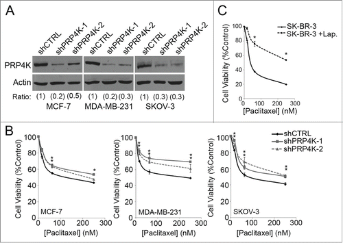 Figure 3. Decreased PRP4K expression is associated with an increased cellular resistance to paclitaxel. (A) Cell lines stably expressing a tetracycline inducible shRNA targeting PRP4K were established using a lentiviral-based system. Hairpin expression was induced for 96 h with 2 μg/mL doxycycline and PRP4K levels analyzed by Western blot analysis. Band intensity was quantified by densitometry and represented as ratios with shCTRL normalized to 1. (B) PRP4K knock down was induced with doxycycline for 96 h followed by paclitaxel treatment at the indicated concentrations for 90 min. Cell viability was measured via an alamarBlue assay after a 72 h recovery in drug-free media. Data is presented as mean of triplicates ± SEM, *P < 0.05. (C) SK-BR-3 cells were treated with 0.1 μM lapatinib for 48 h to decrease PRP4K expression. The cells were then exposed to paclitaxel at the indicated concentration for 90 min. Cell viability was measured via an alamarBlue assay after a 72 h recovery in drug-free media. Data is presented as mean of triplicates ± SEM, *P < 0.05.