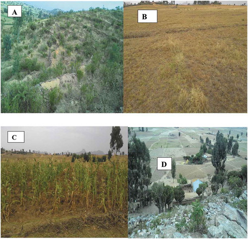 Figure 3. Photograph showing major land uses: (a) area closure, (b) Grazing land, (c) Irrigation and (d) Rain fed cultivated land.