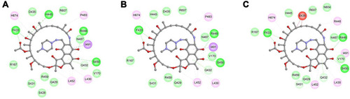 Figure 1 The 2D diagram showing the interactions between rifampin and wild-type RpoB (A), mutant S441L (B) or double mutant D435E & S441L (C). The rifampin (RIF) molecule is shown in the middle with a display style of ball and stick. The colored balls around RIF molecule indicate the residues involved in the direct interactions between RpoB and RIF. The green, magenta and red dash lines connecting RIF and corresponding residues indicate intermolecular hydrogen bonds, hydrophobic interactions and steric hindrance, respectively. Residues involved in van der Waals interactions are represented by light green balls without any dash line linked to RIF.