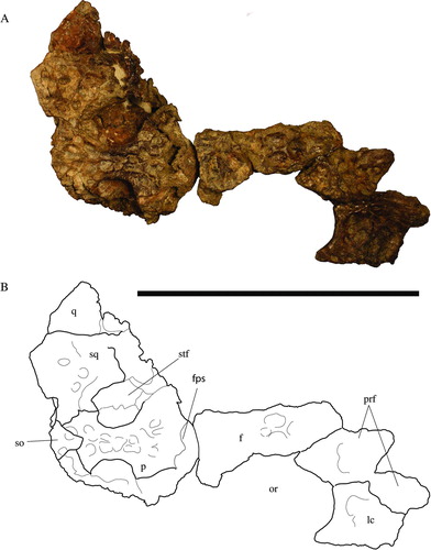 FIGURE 3 Holotype of Culebrasuchus mesoamericanus, gen. et sp. nov. (UF 244434), from the early Miocene Culebra Formation of Panama. A, skull table and interorbital region in dorsal view; B, line drawing of image in A. Abbreviations: f, frontal; fps, frontoparietal suture; lc, lacrimal; or, orbit; p, parietal; prf, prefrontal; q, quadrate; so, supraoccipital; sq, squamosal; stf, supratemporal fenestra. Scale bar equals 10 cm.
