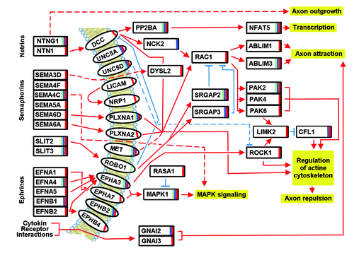 Figure 1. Targets of the axon guidance pathway, possibly modulated by miRNAs in dyslexia (green bar), dyspraxia (red bar), and SLI (blue bar). The interactions are based on hsa04360 KEGG pathway description (http://www.genome.jp/dbget-bin/www_bget?pathway+hsa04360) and literature (see section 5).