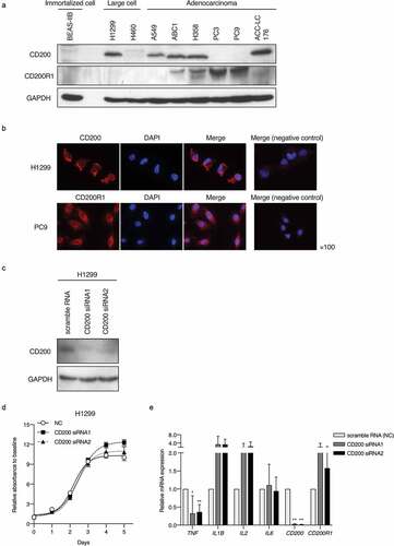 Figure 3. CD200 and CD200R1 expression profiles in lung cancer cell lines and effect of CD200 knockdown