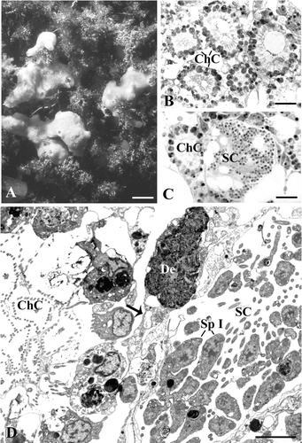 Figure 1. Halichondria semitubulosa. A, sponge specimens in their natural environment (scale bar, 2 cm); B, semithin section showing choanocytes chambers (ChC) very close to one another (scale bar, 12 µm); C, Semithin section showing a spermatocyst (SC) near a choanocytes chamber (ChC) (scale bar, 12 µm); D, ultrathin section showing a spermatocyst (SC) and a choanocytes chamber (ChC). Note the debris (De) included in the cytoplasmic matrix. Sp I, spermatocytes of the first order (scale bar, 2 µm).