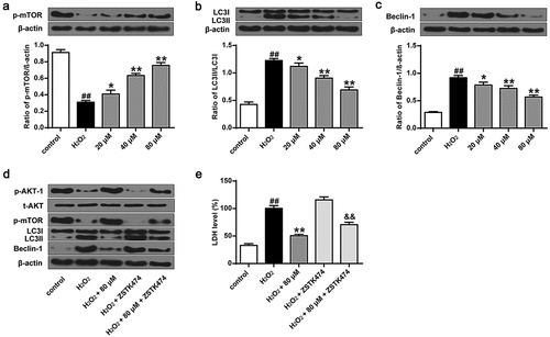 Figure 4. Phillyrin enhanced autophagy of H2O2-treated primary neuron cells. Western blot analysis showing the effects of phillyrin with different concentrations on mTOR (a), LC3 (b), and beclin-1 (c) in H2O2-treated neurons, and (d) the effects of ZSTK474 on the effects of phillyrin in H2O2-treated neurons. (e) LDH release from H2O2-treated neurons with different treatments. Note: n = 6; * P < 0.05 compared with the H2O2 group; **P < 0.01 compared with the H2O2 group; &&P < 0.01 compared with the phillyrin group; ##P < 0.01 compared with the control group.