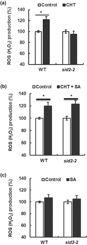 Figure 2. Chitosan (CHT)-elicited apoplastic ROS production in wild type (WT) and sid2-2 mutant. (a), CHT (50 µg/mL) induced apoplastic ROS production in WT but not in the sid2-2 mutant. (b) Apoplastic ROS production induced by co-treatment with CHT (50 µg/mL) and SA (100 µM) in WT and the sid2-2 plants. (c) SA at 100 µM did not induce apoplastic ROS production both in WT and the sid2-2 plants. Each bar shows averages of ROS production from 16 leaves (n = 4). The vertical scale shows the relative values of pixel intensity of the DAB brown color of the H2O2 formation when the values of leaves treated with CHT, SA, and both CHT and SA are normalized to control value taken as 100 for each experiment. Error bars stand for SE. * indicates significant at p < 0.05.