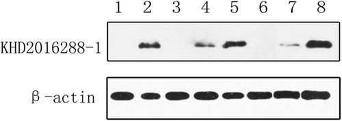 Fig. 6 Detection of N protein expression in infected rat tissues by western blotting.Proteins from the following tissues were analyzed: rat brain from the control specimen (lane 1), intestinal tissue from bat ZC45 (lane 2), intestinal tissue from the infected rat (lane 3,6), lung tissue from the infected rat (lane 4,7), and brain tissue from the infected rat (lane 5,8)