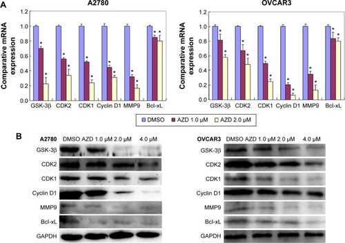 Figure 5 mRNA and protein expression in AZD1080-treated ovarian carcinoma cells.