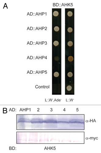 Figure 1. AHK5 interacts with a set of AHP proteins in yeast-two-hybrid assays. (A) Yeast-two-hybrid assay with yeast cells co-expressing BD::AHK5 (AHK5 protein fused to the BD domain of the Gal4 DNA) and the indicated AD::AHP (AHP1 to 5 proteins fused to the AD domain of the Gal4 DNA) fusion proteins. Yeast cells were incubated for 4 d at 28°C on either vector selective (L-, W-) or interaction selective media (L-, W-, Ade-) (B) Western-blot analysis using crude extracts from transformed yeast cells co-expressing the indicated AD::AHP (AHP1 to 5) and BD::AHK5 fusion proteins. The AD::AHP (upper panel) and the BD::AHK5 (lower panel) fusions were detected with a HA- and c-myc-specific antibody respectively.