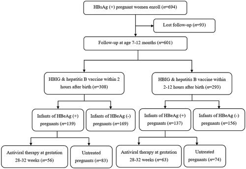 Figure 1. Flow diagram. HBsAg, hepatitis B surface antigen; HBIG, hepatitis B immunoglobulin; HBeAg, hepatitis B e antigen.