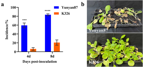 Figure 1. Resistance identification of Yunyan87 and K326 against TBS. (a) The incidence rate of Yunyan87 and K326 inoculated with P. nicotianae for 4 and 8 days. (b) TBS symptoms of tobacco plants 8 days with P. nicotianae (***, p < 0.001; ****, p < 0.0001; t test; the error bars represent the standard deviation of three repetitions).