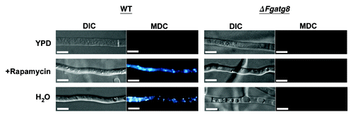 Figure 3. Formation of autophagic compartments in hyphae after induction by starvation or rapamycin treatment. F. graminearum WT (left panel) and ΔFgatg8 (right panel) mycelium were grown in YPD, YPD + rapamycin or in H2O and stained with monodansyl cadavarine (MDC). DIC and fluorescence images of the MDC staining are shown. Fluorescence images are taken using the same microscope and camera settings. Bars = 5 µm.