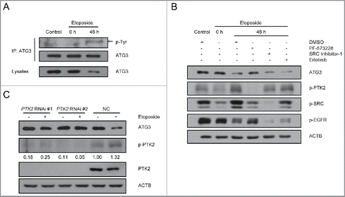 Figure 2. Involvement of PTK2 kinase in ATG3 degradation. (A) MEF cells were treated with or without etoposide (20 μM) for 6 h, and then incubated with fresh medium. The cell lysates were immunoprecipitated with an anti-ATG3 antibody and blotted with an anti-phospho-tyrosine antibody. (B) HCT116 cells were pre-incubated with PF-573228 (PTK2 inhibitor), SRC Inhibitor-1 (SRC inhibitor) or erlotinib (EGFR inhibitor) for 1 h and then treated with or without etoposide (40 μM). Three h later, the medium was changed, and cells were incubated in fresh medium in the presence or absence of kinase inhibitors for the indicated time. Western blotting was performed using anti-ATG3, anti-p-PTK2, anti-p-SRC or anti-p-EGFR antibodies. (C) HCT116 cells were transfected with a PTK2-specific siRNA or negative control. 48 h after transfection, the cells were treated with or without etoposide for 3 h and then incubated with fresh medium for 48 h. Endogenous ATG3 protein levels were measured by western blotting, and the efficiency of PTK2 siRNA was validated by monitoring total PTK2 and p-PTK2. The bands were quantified with ImageJ software. The numbers below the blot indicate the relative levels of p-PTK2 in each group.
