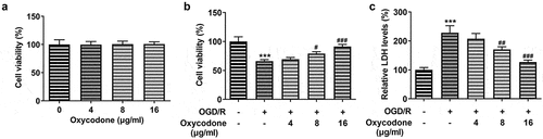 Figure 1. Oxycodone attenuated cell activity damage in OGD/R-induced brain microvascular endothelial cells. (a) The viability of bEND3 cells was detected using MTT. (b) The viability of OGD/R-induced bEND3 cells was detected by using MTT. (c) The relative LDH level was detected using LDH assay. ***P < 0.05 vs. control; #P < 0.05, ##P < 0.01 and ###P < 0.001 vs. OGD/R.