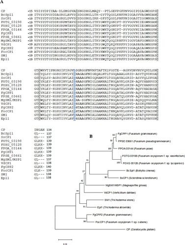 Fig. 1 (a) Protein sequence alignment and (b) phylogenetic analysis of CPPs from ascomycete fungal species, excluding their signal peptide domain. In the alignment, four highly conserved cysteine residues are highlighted in grey, and a conserved aspartate residue thought to be essential for the expansin-like activity of fungal CPPs is underlined in blue font. The alignment was created using the Clustal Omega Multiple Sequence Alignment software from EMBL-EBI. The Neighbour-Joining phylogenetic tree was constructed ClustalW aligned sequences using the bootstrap method (500 replicates) using MEGA-X software. The GenBank accession numbers of CPPs used for the alignment are ABM63505.1, XP_024547455, XP_001588549.1, EXM33099.1, XP_018240137.1, OBS29207.1, XP_390388.1, XP_009255055.1, XP_003710181.1, EGY15345.1, XP 391381.1, XP_018252361, AAZ80388.1 and ABE73692.1, respectively in the order shown in the alignment.