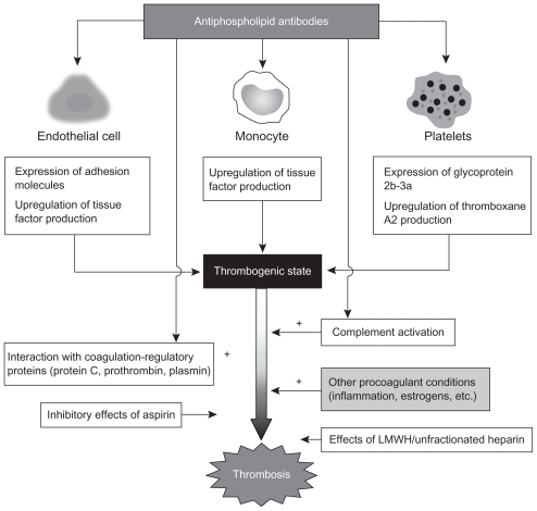 Figure 3 Pathogenesis of thrombosis in antiphospholipid syndrome and the mode of action of aspirin and heparin.Citation77Adapted from The Lancet, Published online September 6, 2010, Ruiz-Irastorza G, Crowther M, Branch W, Khamashta MA. Antiphospholipid syndrome. Copyright (2011), with permission from Elsevier.