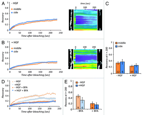 Figure 3. Claudin-3 recovers via vesicular trafficking. (A) Recovery of Claudin-3-GFP signal in the middle vs. the side of a bleached strip of junctional Claudin-3-GFP either before or (B) after stimulation with 5 ng/µl HGF, with the corresponding kymographs and still images. Error bars represent standard error. (C) Average recovery between 150 and 200 s after bleaching. The number of recovery curves used for averaging (n) is shown in the bars. Error bars represent standard error. (D) Recovery curves showing how Claudin-3-GFP recovery is affected by treatment with the Golgi transport inhibitor BFA in both unstimulated and HGF-treated conditions. Error bars represent standard error. (E) Average recovery as in C.