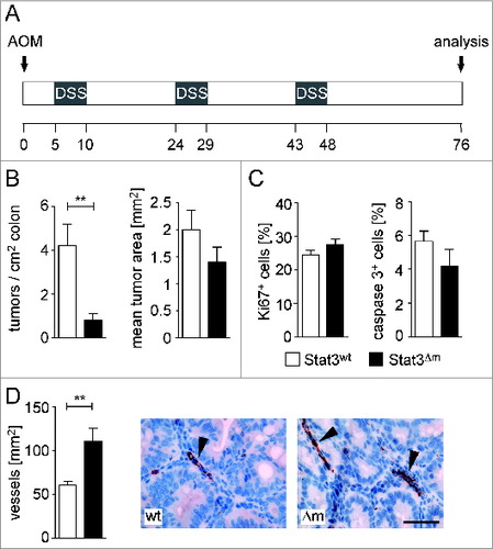 Figure 1. Myeloid STAT3 promotes formation of CRCs. (A) Scheme of the AOM/DSS protocol for induction of CRCs. (B) Tumor multiplicity and mean tumor area of CRCs in male mice (n = 13 for STAT3wt and 16 for STAT3Δm). Bars represent data +/- SEM. (C) Histomorphometric quantitation of IHC stainings for cell proliferation (Ki67) and apoptosis (cleaved caspase 3) in CRCs. Bars represent data +/− SEM of n ≥ 9 tumors in ≥ 3 animals per genotype. (D) Assessment of blood vessel densities in the stroma of CRCs. IHC stainings for vWF-positive blood vessels (arrowheads in images) were used for quantitation. Bars represent data +/− SEM of n ≥ 9 tumors in ≥ 3 animals per genotype. Scale bar indicates 50 μm.