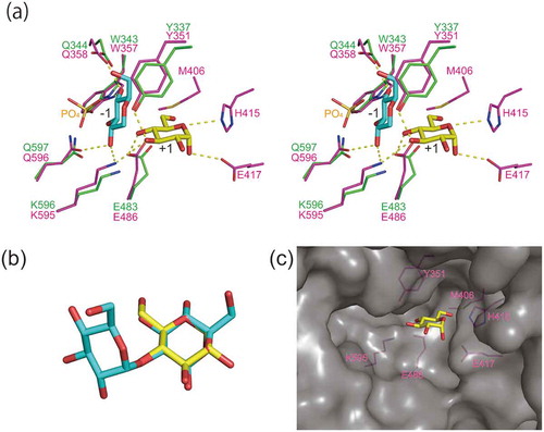 Figure 4. Predicted substrate binding structure of MalE.(a) Superimposition of model structure of MalE (magenta) and C. saccharolyticus kojibiose phosphorylase (PDB entry, 3WIQ; green). Glucosyl residue bound to subsite −1 of the kojibiose phosphorylase is shown in cyan. α-d-Glucose (PDB entry, AGC), shown in yellow, is superimposed onto d-glucose residue of kojibiose in subsite +1 (this d-glucose residue is not shown in this panel). Dotted line indicates predicted hydrogen bonds. (b) Superimposition of α-d-glucose (yellow) and the reducing end d-glucose residue of kojibiose. (c) Surface model of MalE. α-d-Glucose bound to subsite +1 is shown in the yellow stick representation. The amino acid residues forming subsite +1 are shown in magenta.
