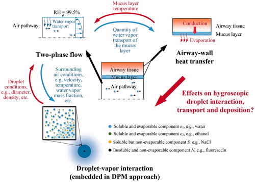 Figure 1. 2-D schematics of the simulation logics for hygroscopic droplet transport with thermal airway-wall.