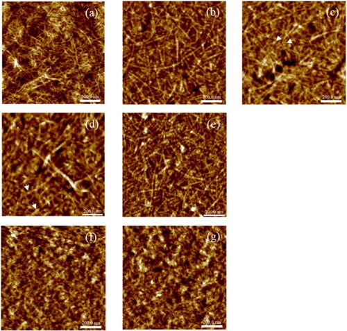 Figure 3. AFM height images showing (a) a CNF film, and PEDOT:PSS particles at pH 3.5, adsorbed on CNF films with (b) no added salt, (c) 10 mM added NaCl, (d) 50 mM added NaCl, (e) CNFs after ion exchange to Ca2+ as counterion, (f) regenerated cellulose films before adsorption, and (g) PEDOT:PSS particles at pH 3.5, adsorbed on regenerated cellulose films. Scale bar is 200 nm in each image. Reproduced with permission from Elsevier.[Citation93]