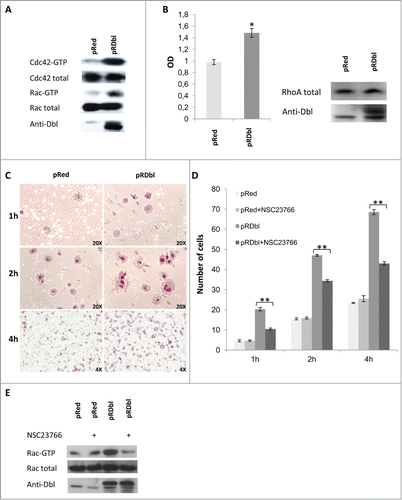 Figure 3. Dbl oncogene mediates cell motility. (A) In vivo GEF activity of Dbl oncogene on small G proteins Cdc42 and Rac. pRed and pRDbl cells, serum-starved for 18 hr, were lysed and subjected to the Cdc42 and Rac activation assays. Eluates from GST-PAK precipitates or total cell lysates were subjected to immunoblotting with anti-Cdc42 and anti-Rac antibodies. Specific Dbl product was detected using anti Dbl antibody. Results from one of 3 independent experiments is shown as representative. (B) Cell lysates were subjected to an absorbance based activation assay for RhoA. Results shown represent the mean values ± SD from 3 different experiments. Protein expression level was evaluated by Western blot analysis with specific antibodies using total cell lysates. (C) pRed and pRDbl cells were subjected to a transwell migration assay as described in "Materials and methods." Briefly, cells resuspended in serum-free medium were seeded on the upper chamber. Inserts were incubated for 1, 2, and 4 h and cells on the underside of the insert were fixed and stained with May–Grunwald/Giemsa. Representative photomicrographs are shown (magnification: 20X for 1 and 2 hours, 4X for 4 hours). (D) Cell migration was assayed on pRed and pRDbl MCF-10 A cells cultured overnight in the absence or presence of 100 μM of NSC23766. The average results from 3 independent experiments were calculated and represented. ** P < 0.01. (E) pRed and pRDbl cells cultured overnight in the absence or presence of 100 μM of NSC23766 were lysed and subjected to the Rac activation assays.