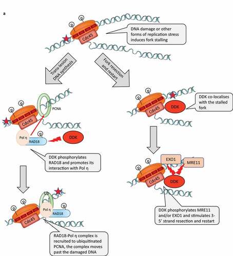 Figure 2. A) DDK participates in the response to DNA damage. Left-hand column: role of DDK in trans-lesion DNA synthesis. Right-hand panel: role of DDK in strand resection and restart of stalled forks. Programmed stalling of replication forks at the RFB loci of S. cerevisiae. DDK participates the replication-coupled reassembly of chromatin