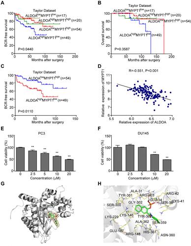 Figure 5 ALDOA expression is negatively correlated with MYPT1 expression in the Taylor prostate cancer dataset. (A and B) Comparison of the overall biochemical recurrence-free survival rate and overall survival rate across different groups stratified according to MYPT1 and ALDOA expression. (C) There was a significant difference in the overall biochemical recurrence-free survival rate between the groups with low MYPT1 expression and high ALDOA expression and the groups with high MYPT1 expression and low ALDOA expression. (D) The expression of ALDOA in the PCa of the Taylor Dataset was negatively correlated with MYPT1 expression. (E) The cell viability of PC3 groups gradually decreased as the concentration of naphthol AS-E phosphate increased. (F) The cell viability of DU145 cells treated with a higher concentration of naphthol AS-E phosphate (10 and 20 μmoL/L) was lower than that of the control group. **P < 0.01 compared with the NC group. (G–H) Molecular docking results of naphthol AS-E phosphate and aldolase A. (G) The association between the higher affinity molecules and the acceptor molecules and hydrophobic and hydrophilic regions is shown in green and pink, respectively. (H) The mode of action between the molecule and the acceptor molecule showing the highest affinity.