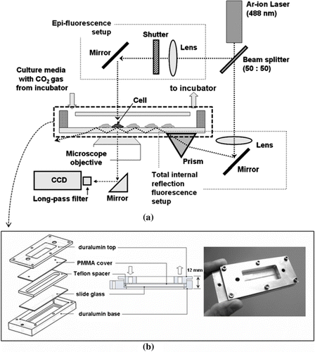 Figure 1.  Schematic of the experimental setup and the chip.