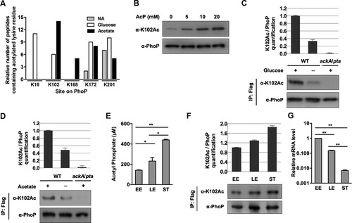 Figure 3. K102 can be acetylated by AcP. A, Relative quantification mass spectrometry measurements of acetylated lysine on PhoP with acetate or glucose supplementation. The number of peptides containing acetylated lysine residue was normalized to per 1000 trypsin-digested peptides. NA, non-addition. Experiments were performed in triplicates, and representative results were shown. B, The acetylation level of K102 after AcP treatment. The purified PhoP was incubated with different concentrations of AcP, and the acetylation level was determined using the anti-K102Ac antibody. C, The acetylation level of K102 with glucose supplementation. The chromosomal phoP-Flag-tagged S. typhimurium (phoP-Flag) was cultured in LB with or without glucose supplementation, and phoP-Flag in the ackA/pta double deletion mutant was cultured in LB with glucose supplementation. PhoP was immunoprecipitated using an anti-Flag antibody. PhoP acetylation level was detected with the anti-PhoP K102Ac-specific antibody. Relative K102 acetylation level over PhoP was quantified (top panel). Error bars represent ± SD for triplicate experiments. D, The acetylation level of K102 with acetate supplementation. The chromosomal phoP-Flag-tagged S. typhimurium (phoP-Flag) was cultured with or without acetate supplementation, and phoP-Flag in the ackA/pta double deletion mutant was cultured in LB with acetate supplementation. PhoP was immunoprecipitated using an anti-Flag antibody. K102 acetylation level was determined using the anti-K102Ac antibody. E, The intracellular concentrations of AcP at different growth phases. Bacteria cells were harvested at the indicated time points. The intracellular concentrations of AcP at early exponential phase, late exponential phase and stationary phase were measured. Error bars indicate SDs of triplicate measurements. *, P < .05; **, P < .01, Student’s t-test. F, The acetylation levels of K102 at different growth phases. EE, early exponential phase; LE, late exponential phase; ST, stationary phase. G, The transcriptional levels of phoP in different growth phases. The relative expression of phoP at LE or ST was compared to that at EE (expression level set as 1). **, P < .01, Student’s t-test analysis.