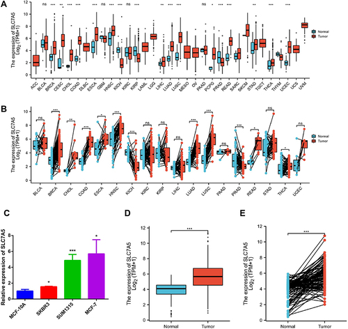 Figure 1 SLC7A5 expression levels in different human cancer types. (A) Increased or decreased SLC7A5 in different cancer datasets compared with unpaired normal tissues in the TCGA data. (B) SLC7A5 was prominently overexpressed or underexpressed with pairs of noncancerous adjacent tissues using the Wilcoxon signed-rank test. (C) SLC7A5 expression in breast cancer cells such as SKBR3, SUM1315, and MCF-7 was higher than that in MCF-10a normal breast cells by RT-PCR. (D) TCGA dataset based SLC7A5 expression level analysis between normal and tumor breast tissues. The SLC7A5 was overexpressed in tumor breast tissues. (E) SLC7A5 was prominently overexpressed in breast cancer tissues compared with 112 pairs of noncancerous adjacent tissues using the Wilcoxon signed-rank test. (ns>0.05, *<0.05, **<0.01, ***<0.001).