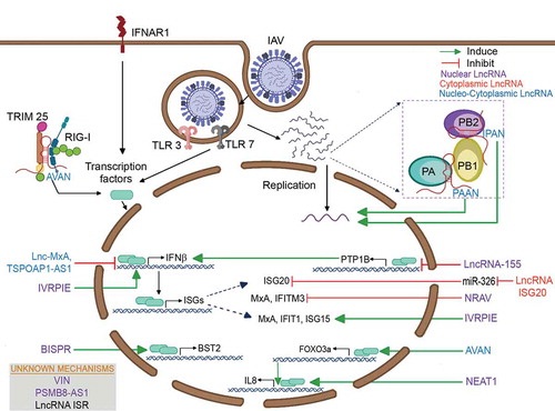 Figure 2. Schematic representation of the functional roles of long noncoding RNAs involved in the regulation of influenza virus infection