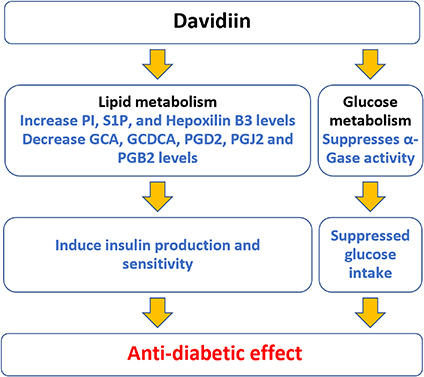 Figure 6 A proposed mechanism of davidiin’s anti-diabetic action. Davidiin exerts itshypoglycemic effect by inhibiting α-Gase to reduce glucose uptake and affecting multiple products in the lipid metabolism pathway to increase insulin synthesis and sensitivity.